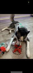 Reunited Male Dog last seen bammel forest , Bammel Forest, TX 77068