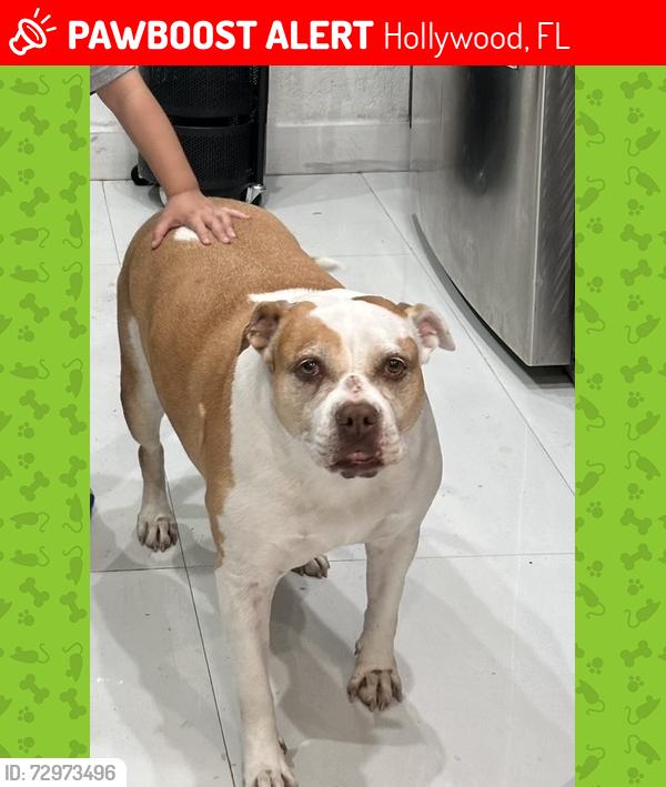 Lost Female Dog last seen Near Taylor st, Hollywood, Florida 33024, Hollywood, FL 33024