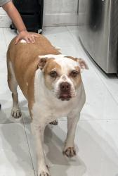 Lost Female Dog last seen Near Taylor st, Hollywood, Florida 33024, Hollywood, FL 33024