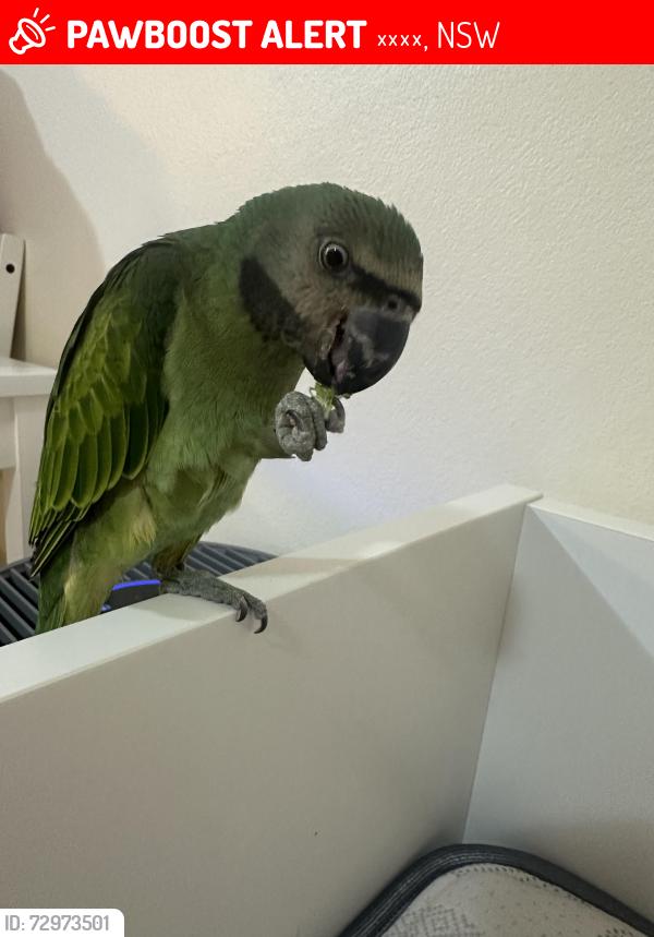 Lost Female Bird last seen Yumko Korean restaurant , 치펀데일, NSW 2008