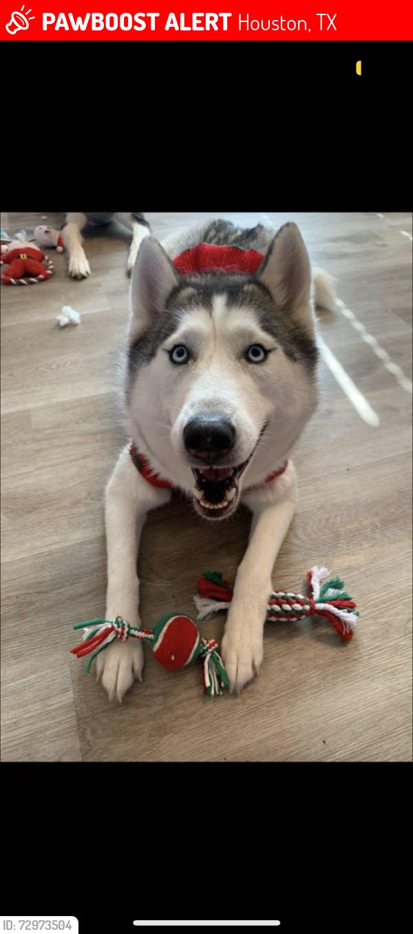Lost Female Dog last seen kuykendahl or bammel forest , Houston, TX 77068
