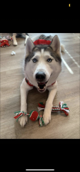 Lost Female Dog last seen kuykendahl or bammel forest , Houston, TX 77068