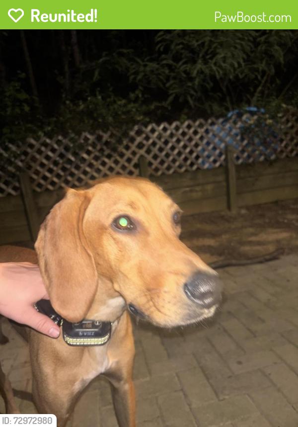 Reunited Male Dog last seen Amherst and Jackson Rd, Off of Middlebrook Pike , Knoxville, TN 37921