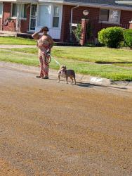 Found/Stray Male Dog last seen 8 mile & telegraph , Detroit, MI 48219