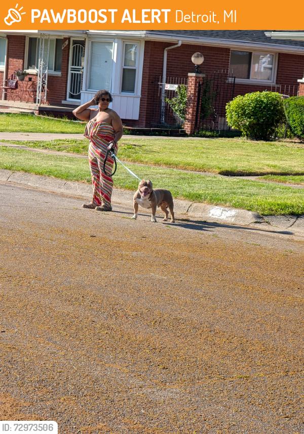 Found/Stray Male Dog last seen 8 mile & telegraph , Detroit, MI 48219