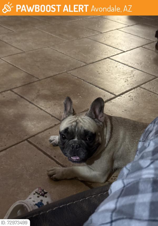 Found/Stray Male Dog last seen thomas & 107th, Avondale, AZ 85392