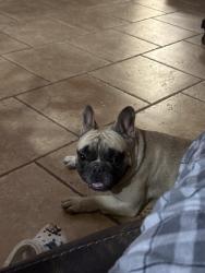 Found/Stray Male Dog last seen thomas & 107th, Avondale, AZ 85392