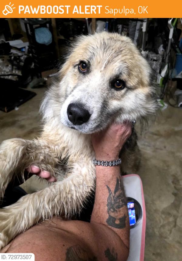 Found/Stray Male Dog last seen Near, Sapulpa, OK 74066