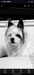 Lost Male Dog last seen 88th avenue and Devonshire, Thornton, CO 80221