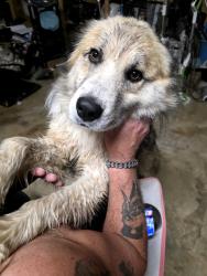 Found/Stray Male Dog last seen Near, Sapulpa, OK 74066