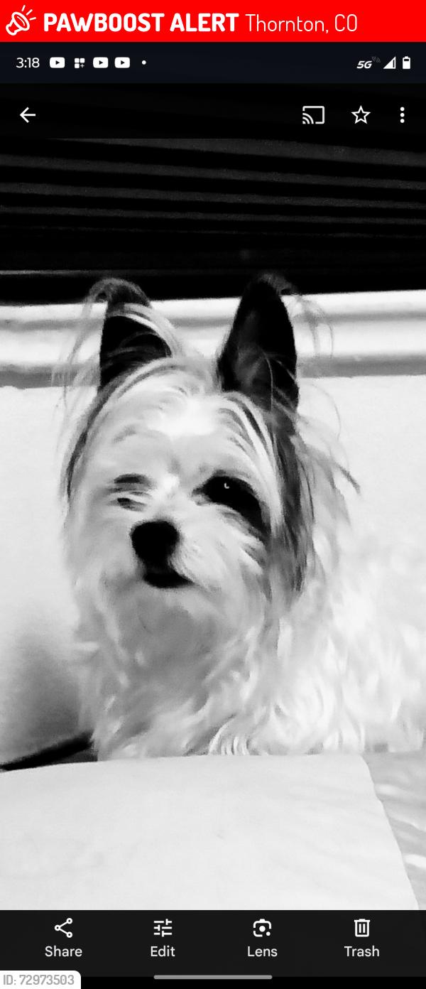 Lost Male Dog last seen 88th avenue and Devonshire, Thornton, CO 80221
