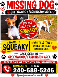 Lost Female Dog last seen US 13 and home, Greenwood, DE 19950