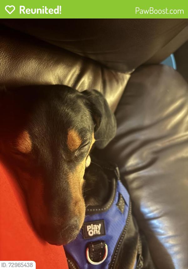 Compass Dog Rescue Reunited Male Dog in Clinton Township, MI 48038 (ID: 72965438) | PawBoost