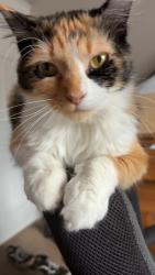 Lost Female Cat last seen By Concordia college , Moorhead, MN 56560