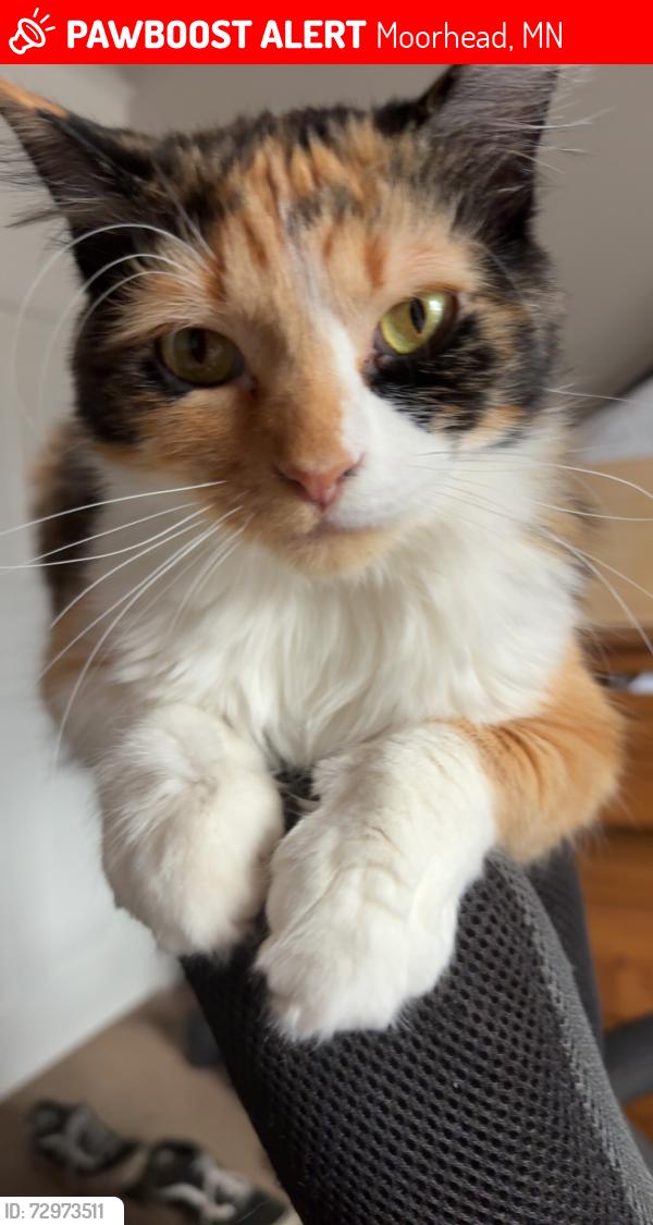 Lost Female Cat last seen By Concordia college , Moorhead, MN 56560