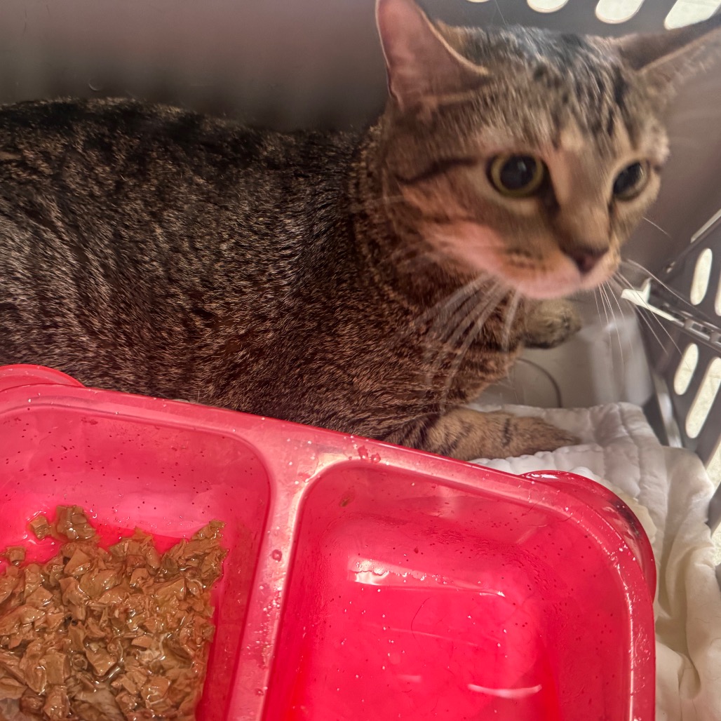 Shelter Stray Female Cat last seen , Philadelphia, PA 19140
