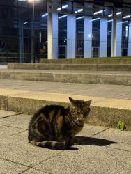 Reunited Unknown Cat last seen MMU Brooks building , Hulme, England M15 5FW