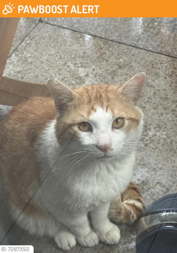 Found/Stray Male Cat last seen Kingsbury , Greater London, England NW9 9PF