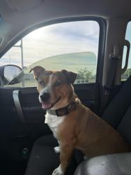 Reunited Male Dog last seen Mead & 3rd, Yakima, WA 98902