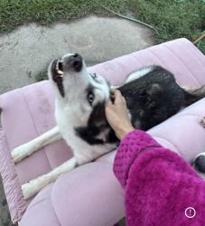 Reunited Male Dog last seen Near , Bammel Forest, TX 77068