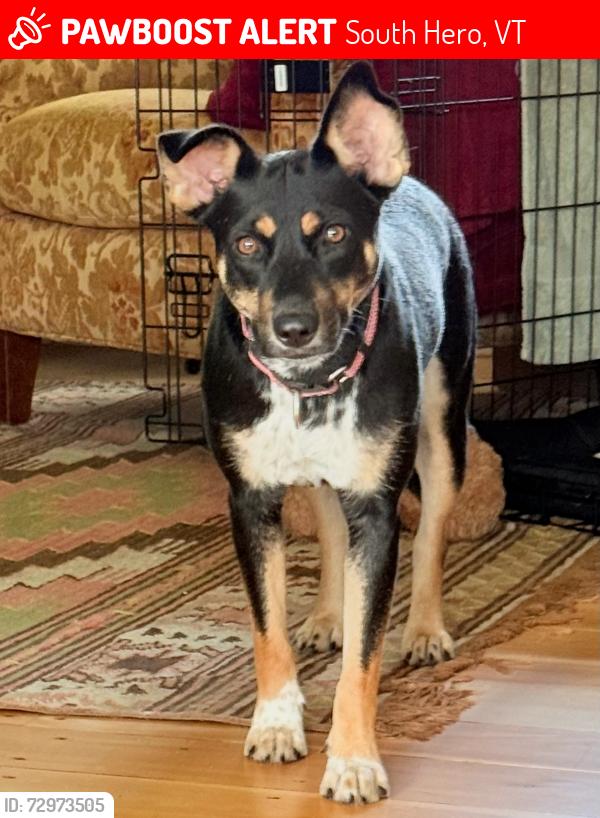 Lost Female Dog last seen Whipple Rd, South Hero, VT 05486