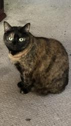 Lost Female Cat last seen Three chopt and landis , Henrico County, VA 23226
