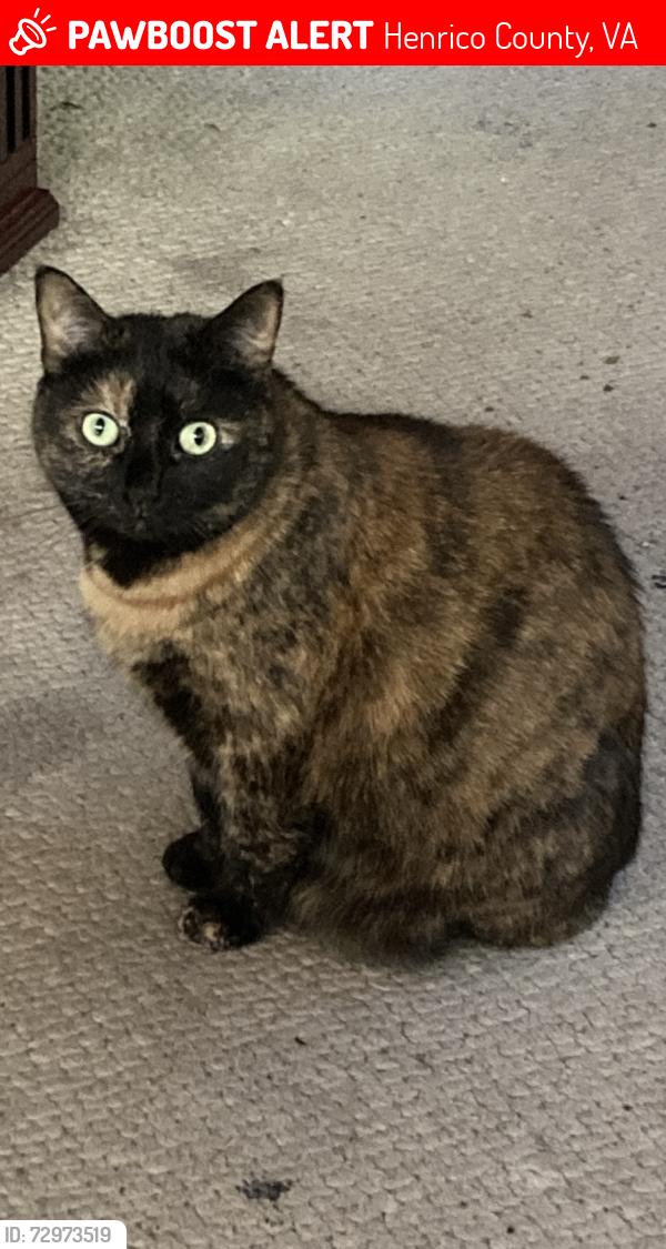 Lost Female Cat last seen Three chopt and landis , Henrico County, VA 23226
