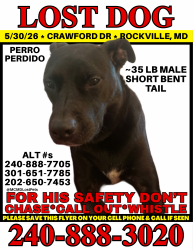 Lost Male Dog last seen Veirs Mill Rd and Broadwood Dr, Rockville, MD 20851