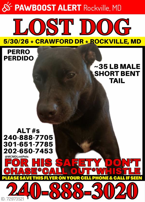 Lost Male Dog last seen Veirs Mill Rd and Broadwood Dr, Rockville, MD 20851