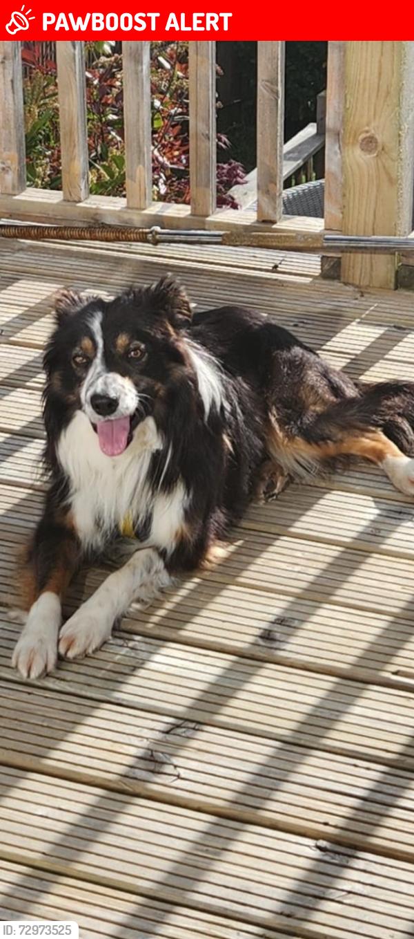 Lost Male Dog last seen Coulsdon golf course , Greater London, England CR5