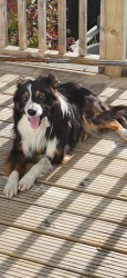 Lost Male Dog last seen Coulsdon golf course , Greater London, England CR5