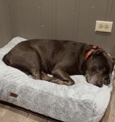 Reunited Male Dog last seen Near Beechnut Rd, Hickory Hills, IL 60457, USA, Hickory Hills, IL 60457