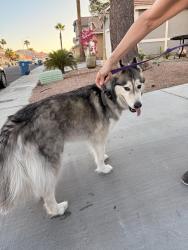 Reunited Male Dog last seen Warm Springs and Spencer , Las Vegas, NV 89119