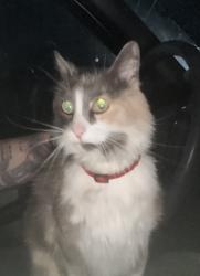 Found/Stray Unknown Cat last seen 108th and Rosalie dr, Northglenn, CO 80233