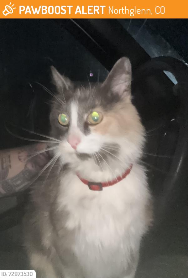 Found/Stray Unknown Cat last seen 108th and Rosalie dr, Northglenn, CO 80233
