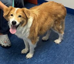 Found/Stray Female Dog last seen Aurora and croton, Melbourne, FL 32935