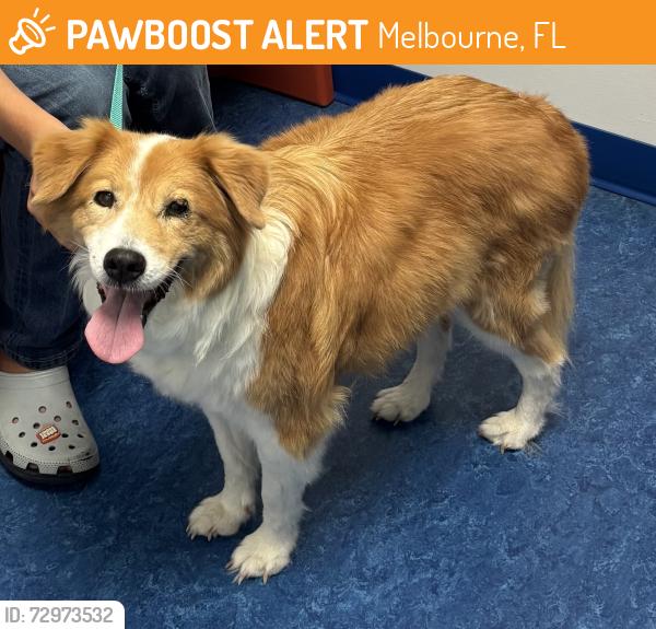 Found/Stray Female Dog last seen Aurora and croton, Melbourne, FL 32935