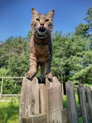 Lost Male Cat last seen State 108 and County C, Burr Oak, WI 54644