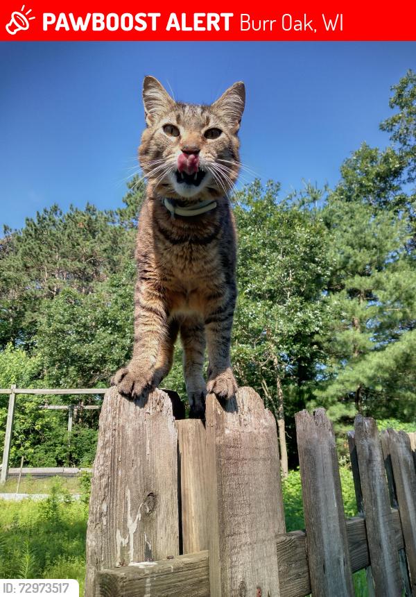 Lost Male Cat last seen State 108 and County C, Burr Oak, WI 54644
