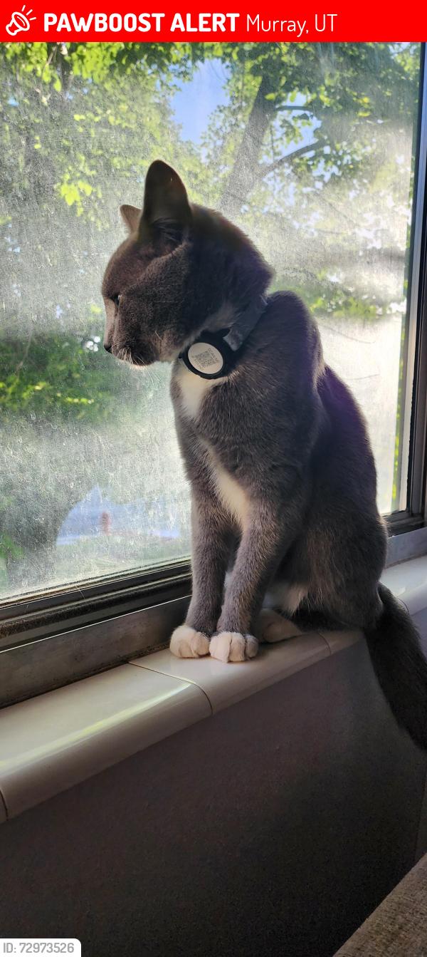 Lost Male Cat last seen Near south Atwood dr. (400 east), Murray, UT 84107