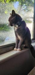 Lost Male Cat last seen Near south Atwood dr. (400 east), Murray, UT 84107