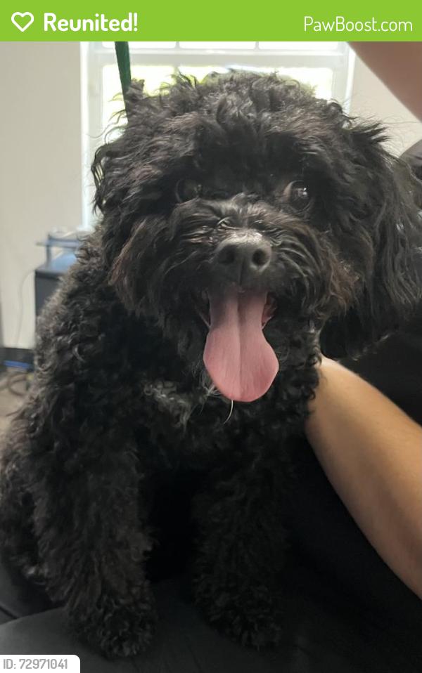 Reunited Male Dog last seen port st. lucie, Port St. Lucie, FL 34986