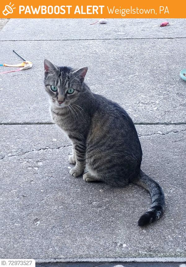 Found/Stray Male Cat last seen Milky Way between Solar and Spectrum , Weigelstown, PA 17315