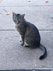 Found/Stray Male Cat last seen Milky Way between Solar and Spectrum , Weigelstown, PA 17315