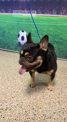 Shelter Stray Male Dog last seen NW 98 AVE & NW 128 LN, Doral, FL 33122
