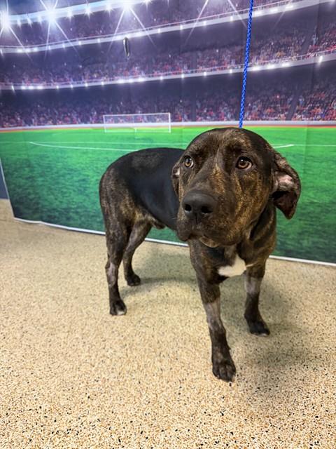 Shelter Stray Male Dog last seen Near BLOCK NW 79 AVE, Doral, FL 33122