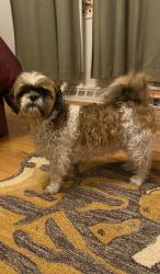 Reunited Female Dog last seen Hackberry Hill Elementary , Arvada, CO 80003