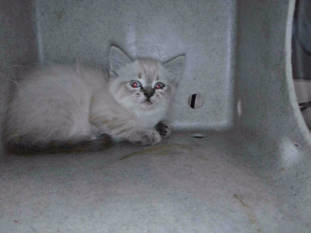 Shelter Stray Unknown Cat last seen , Irwindale, CA 91706