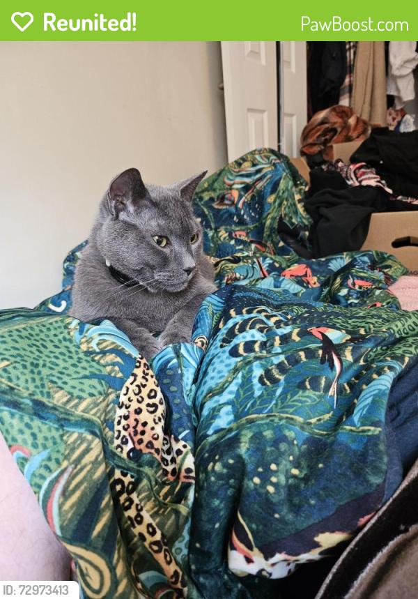 Reunited Male Cat last seen Parkwood lombary , Richmond, VA 23220