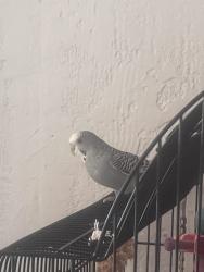Lost Female Bird last seen Palm Springs Cemetery, Jacksonville, FL 32225